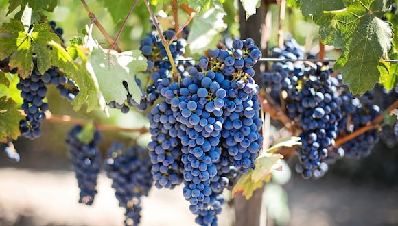 Las uvas son el principal producto de agroexportación de Sunfruits Perú.