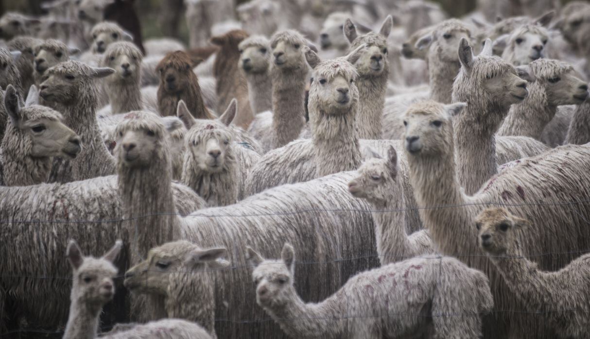 Alpacas. (Foto: GEC)