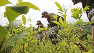 Crece precio de hoja de coca en La Convención y Corredor Amazónico 