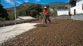 Ante crisis del maíz y café, productores de Chiapas cosechan pimienta gorda