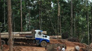 Minagri plantea 137 infracciones en materia forestal y de fauna silvestre