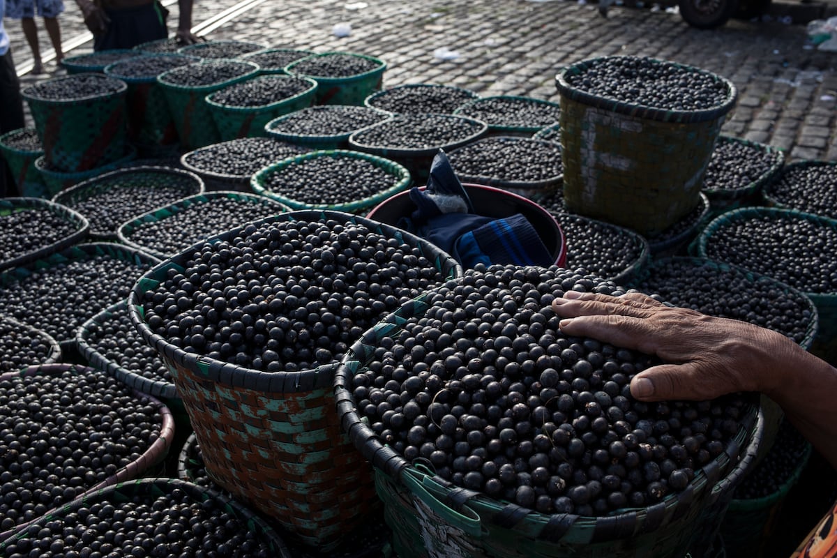 De acuerdo con Consalo Family Farms, La Libertad y Lambayeque concentran actualmente la oferta peruana, mientras Ica gana importancia como tercera región productora. (Foto: AP)