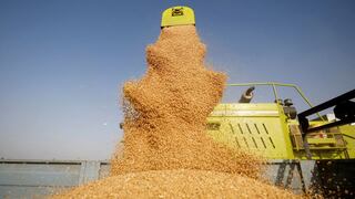 ¿Por qué el “granero del sur” no es la solución a la escasez mundial de trigo?