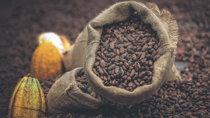 Los árboles del cacao son originarios de la selva amazónica que se extiende ampliamente por Perú, pero se cree que los incas, a diferencia de los mayas y aztecas, no lo consumieron demasiado.