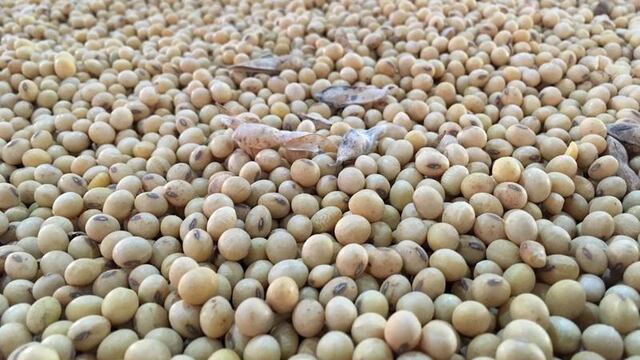 China construye mayor banco de semillas del mundo para impulsar seguridad alimentaria 