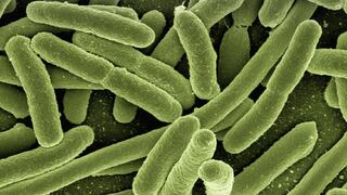 Científicos descubren cómo se activa la toxicidad de la bacteria del cólera