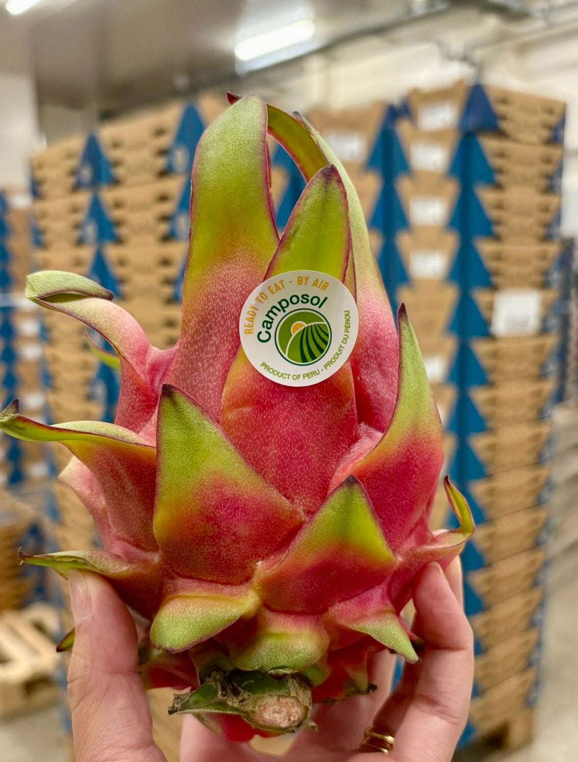 Camposol inició las exportaciones de pitahaya correspondientes a la campaña de 2026. (Foto: Linkedin Ricardo Naranjo).
