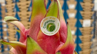 Pitahaya, la nueva “estrella” de Camposol que inicia campaña y exportaciones del 2026