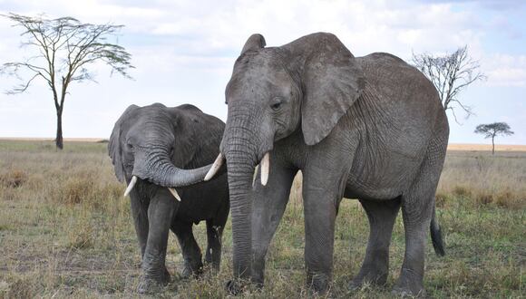 El estudio incluyó 14 meses de trabajo de campo intensivo siguiendo a los elefantes en un vehículo y grabando hasta 470 llamadas distintas de 101 ejemplares, dirigiéndose a 117 receptores únicos. (Foto: Pixabay)