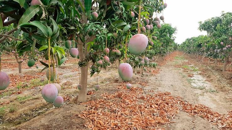 Best Fruits prevé duplicar ventas de mango en EE.UU., pero El Niño limita volumen