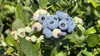 Puerto de Chancay impulsa envíos de arándano peruano hacia mercado chino