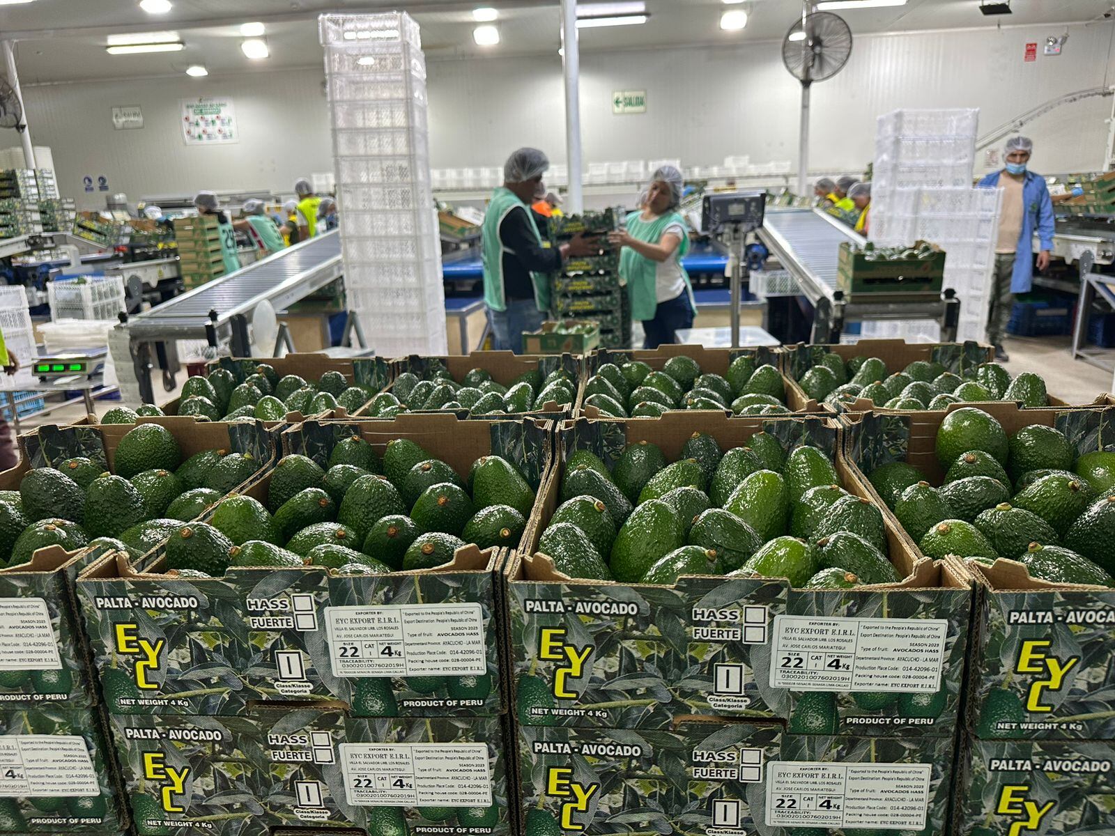 Verdeflor espera el próximo año iniciar exportaciones de palta hass.