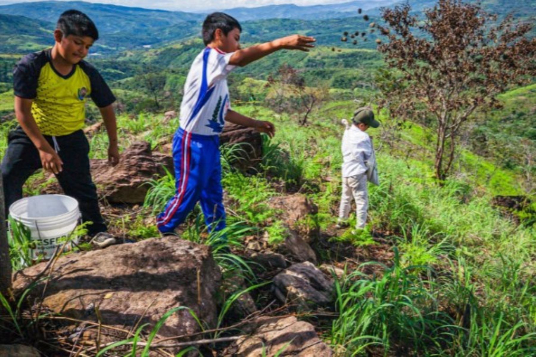 Se espera restaurar 1000 hectáreas degradadas por incendios en San Martín. Foto: ANDINA.