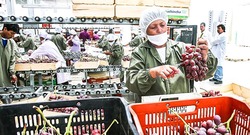 Ecuador “cierra la puerta” a uva peruana, ¿por qué duró tan poco la reciente reapertura?