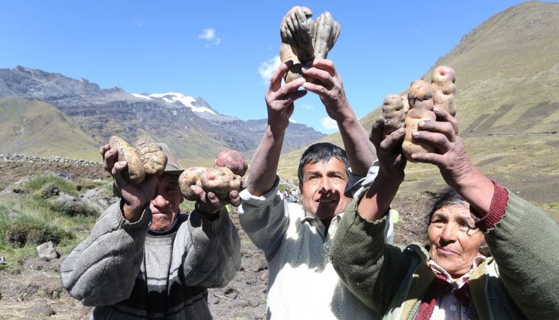 Gobierno alista incentivos tributarios para la transformación de la papa a productos con valor agregado.