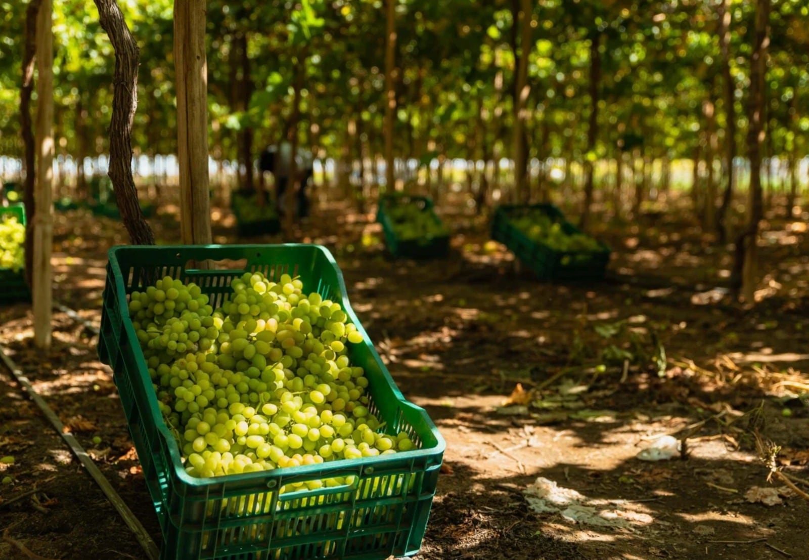 La campaña de uva de Inka Select Fruit arrancó con precios de US$36 a US$38 por caja de 8.2 kilos y actualmente se ubica entre US$28 y US$32.