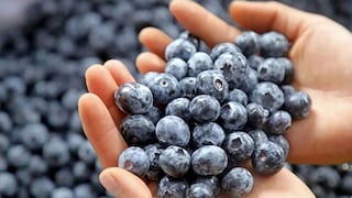 Inka’s Berries duplicó envíos de arándanos en el 2025 y va tras más cultivos en Ica