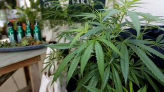 El mercado negro de la marihuana sigue a sus anchas en Canadá pese a la legalización