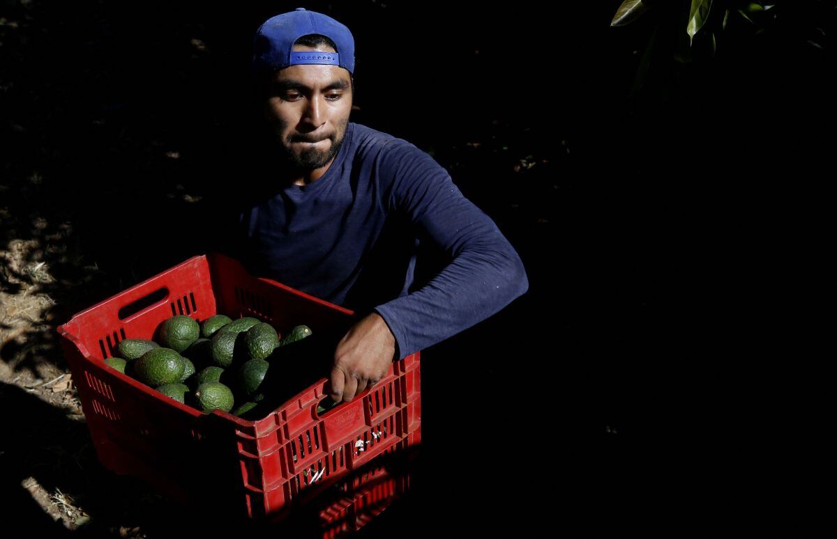 Un agricultor lleva una caja con aguacates en una plantación en el rancho del grupo aguacatero Los Cerritos en Ciudad Guzmán, estado de Jalisco, México, 10 de febrero de 2023. (Foto de ULISES RUIZ / AFP)