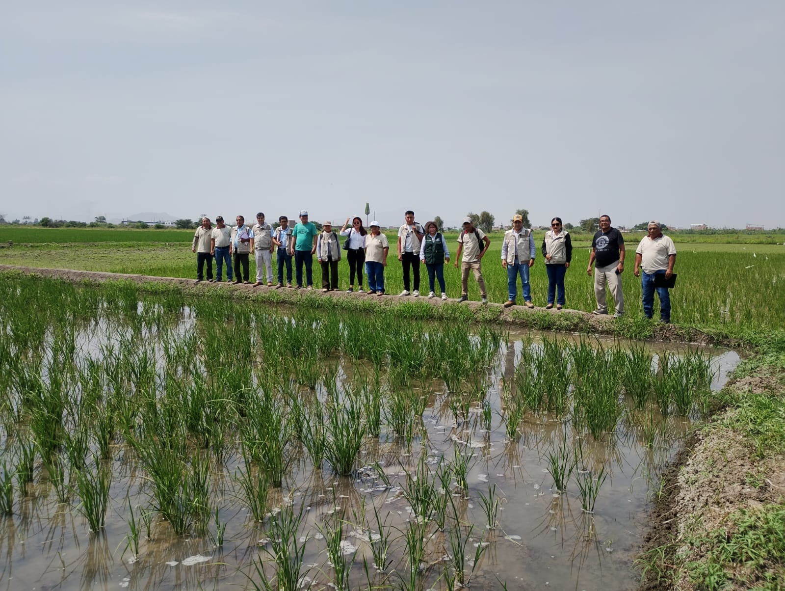 Productores de arroz en principales zonas productoras se ponen en pie de guerra ante caída en precios en chacra que reciben de acopiadores