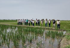 Productores de arroz quieren ir a paro: las exigencias en medio del precio en el suelo
