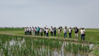Productores de arroz quieren ir a paro: las exigencias en medio del precio en el suelo