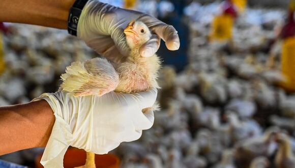 Gripe aviar. (Foto: AFP)