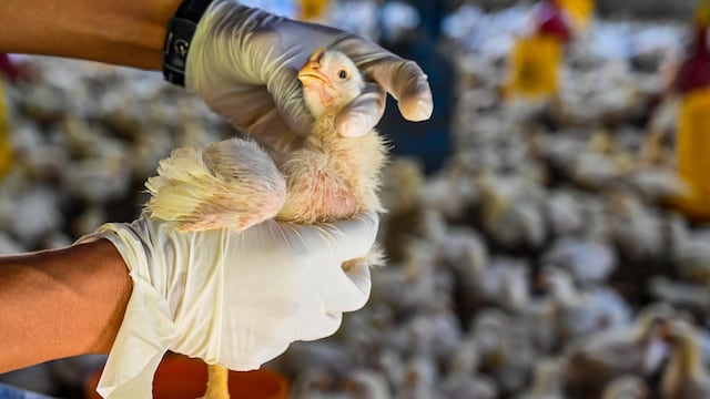 OMS confirma muerte del primer caso humano de gripe aviar en México