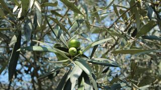 El cambio climático amenaza el cultivo milenario de los olivos en Chipre   