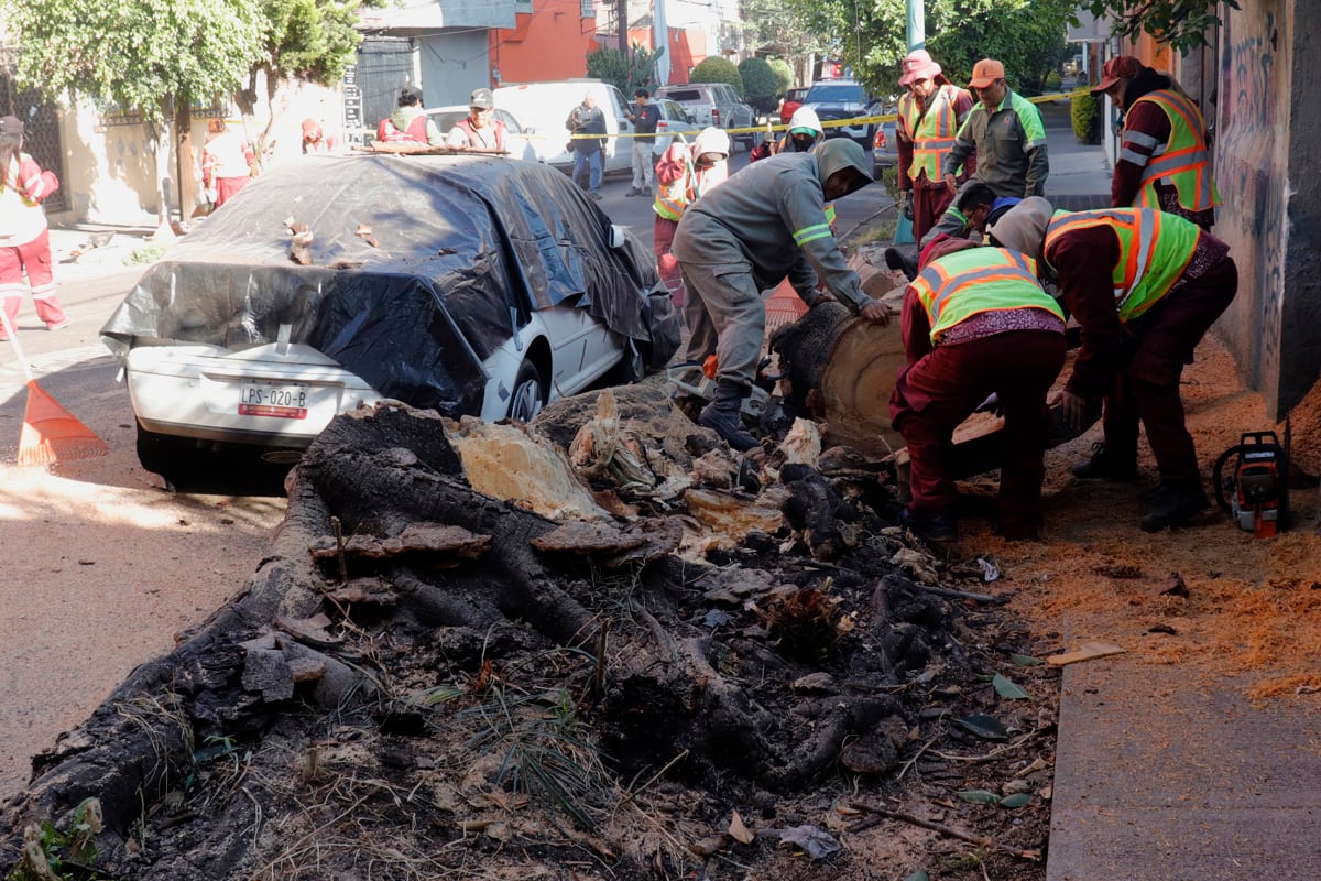 Trabajadores retiran un árbol que cayó sobre un vehículo tras un sismo este viernes, en Ciudad de México (México). Un sismo de magnitud 6,5 en la escala Richter se registró en México a las 7.58 hora local (13.58 GMT), según informó el Servicio Sismológico Nacional. EFE/ Madla Hartz