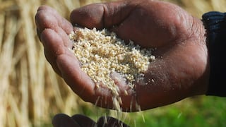Quinua real de Uyuni, el superalimento que crece sin abundante agua ni fertilizantes