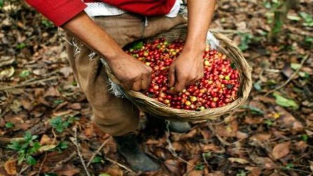 Centroamérica: Roya es una “tormenta perfecta” que haría caer el café en el 2013-2014