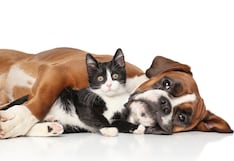 Perros y gatos disparan el gasto familiar en Lima: ¿en qué se invierte más?