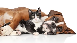 Perros y gatos disparan el gasto familiar en Lima: ¿en qué se invierte más?