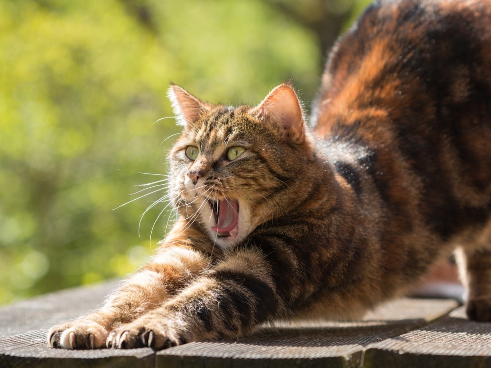 Los gatos tienen tres días especiales (Foto: Pixabay)