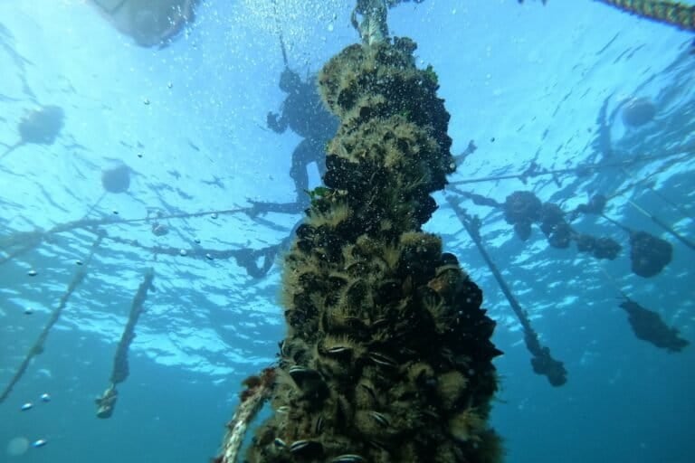 Seafrost tiene origen italiano y más de 25 años en el sector pesquero.