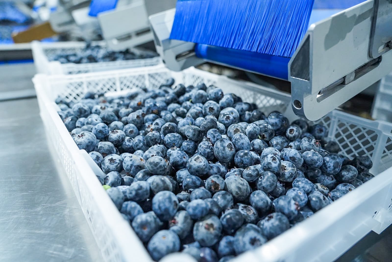 Exportaciones de arándanos peruanos crecieron 64.8% a julio de 2026. (Foto: Midagri)