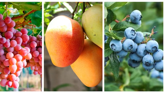 Uva, mango y arándanos, camino a ser los nuevos productos estrella del mercado orgánico 