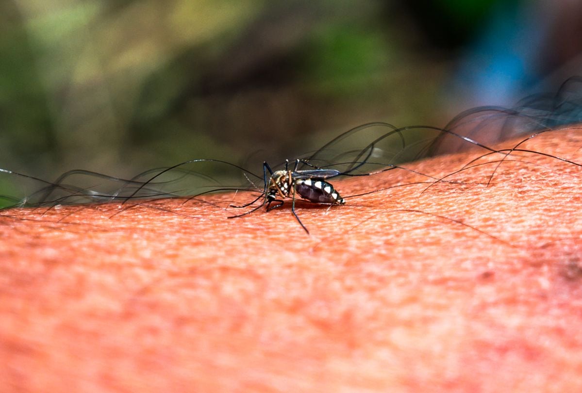 El dengue es transmitido principalmente por mosquitos Aedes y puede provocar fiebre, sarpullido y fuertes dolores musculares y articulares. (Foto referencial: Soumyabrata Roy / NurPhoto vía AFP)