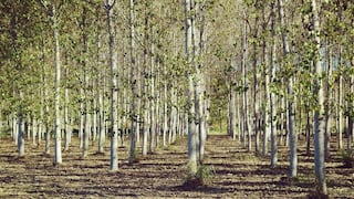 Edición genética para una madera más productiva y sostenible