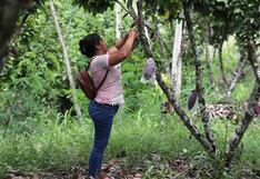 El momento de oro del cacao motiva a agricultores a mejorar los procesos