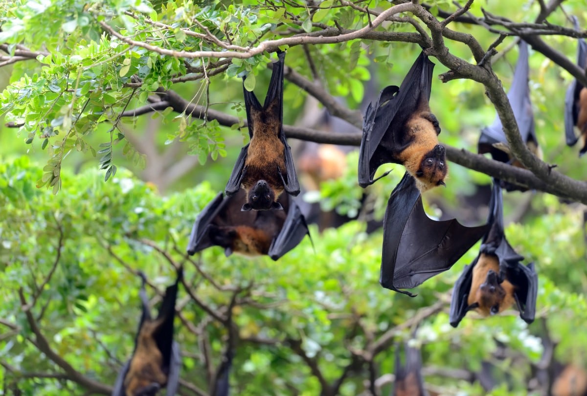 En India, las autoridades recuerdan que el virus Nipah se transmite principalmente desde murciélagos frugívoros a los humanos. | Crédito: Freepik