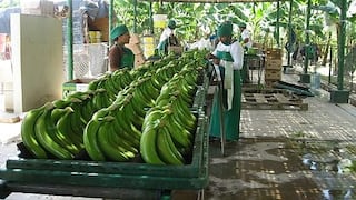 En riesgo 9,000 hectáreas de banano orgánico en Piura por aparición de hongo