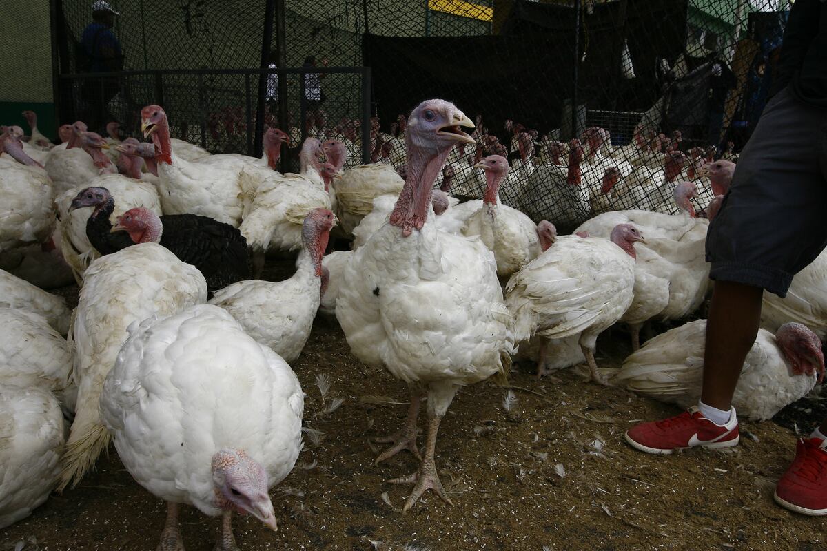 Venta de pavos crecerá este año en 1.63 en comparación con el 2023, estima el Midagri. Foto: GEC.