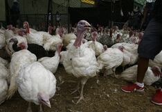 Producción de pavos alcanzará los 3 millones de animales al cierre del 2024