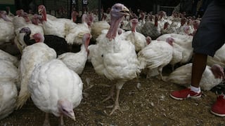 Producción de pavos alcanzará los 3 millones de animales al cierre del 2024