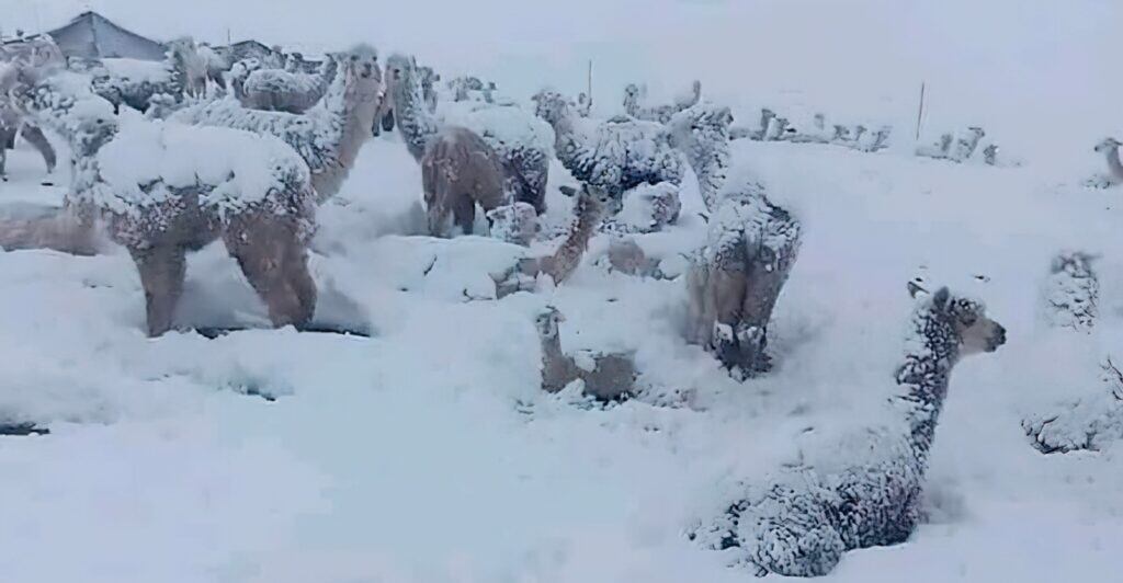 Se alista seguro para ganaderos afectados por Heladas.