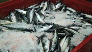 Demanda mundial de alimentos marinos deberá duplicarse en la próxima década
