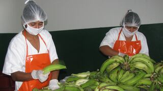 Sensores remotos buscan revolucionar los cultivos de banano en el mundo