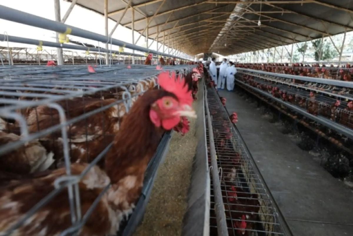 Perú cuenta con 28.7 millones de gallinas destinadas a la producción de huevos, de acuerdo con cifras del Midagri a julio de 2026. Foto: Andina.
